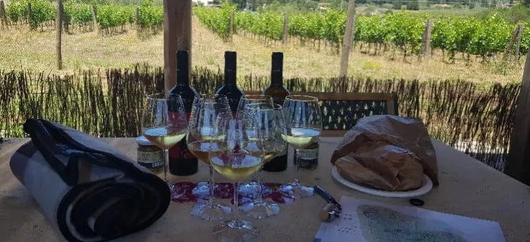 Immagine visita Col cestino - Picnic in vigna (anche per bambini) cantina Tenuta Casadei