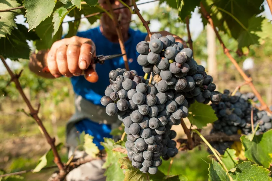 Immagine Il Rosso e il Brunello di Montalcino 7 Immagine Il Rosso e il Brunello di Montalcino 7