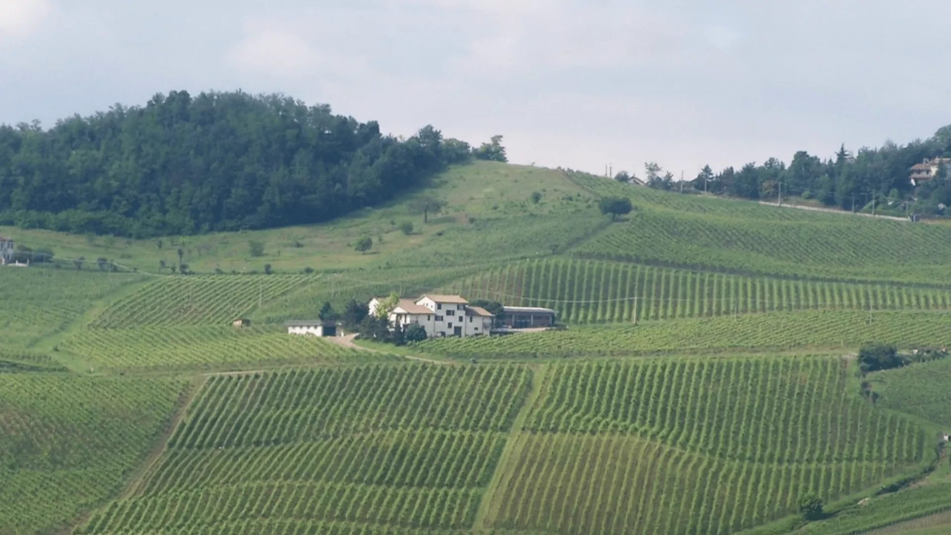 Immagine cantina la piotta