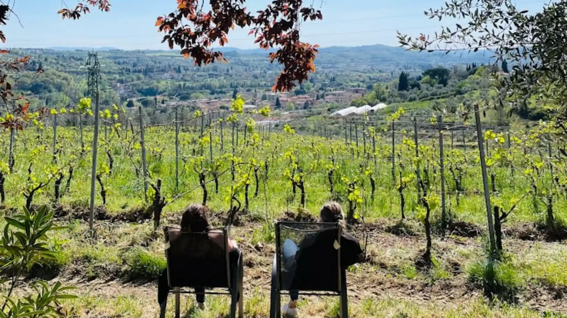 Immagine Un calice in vigna 3 Immagine Un calice in vigna 3