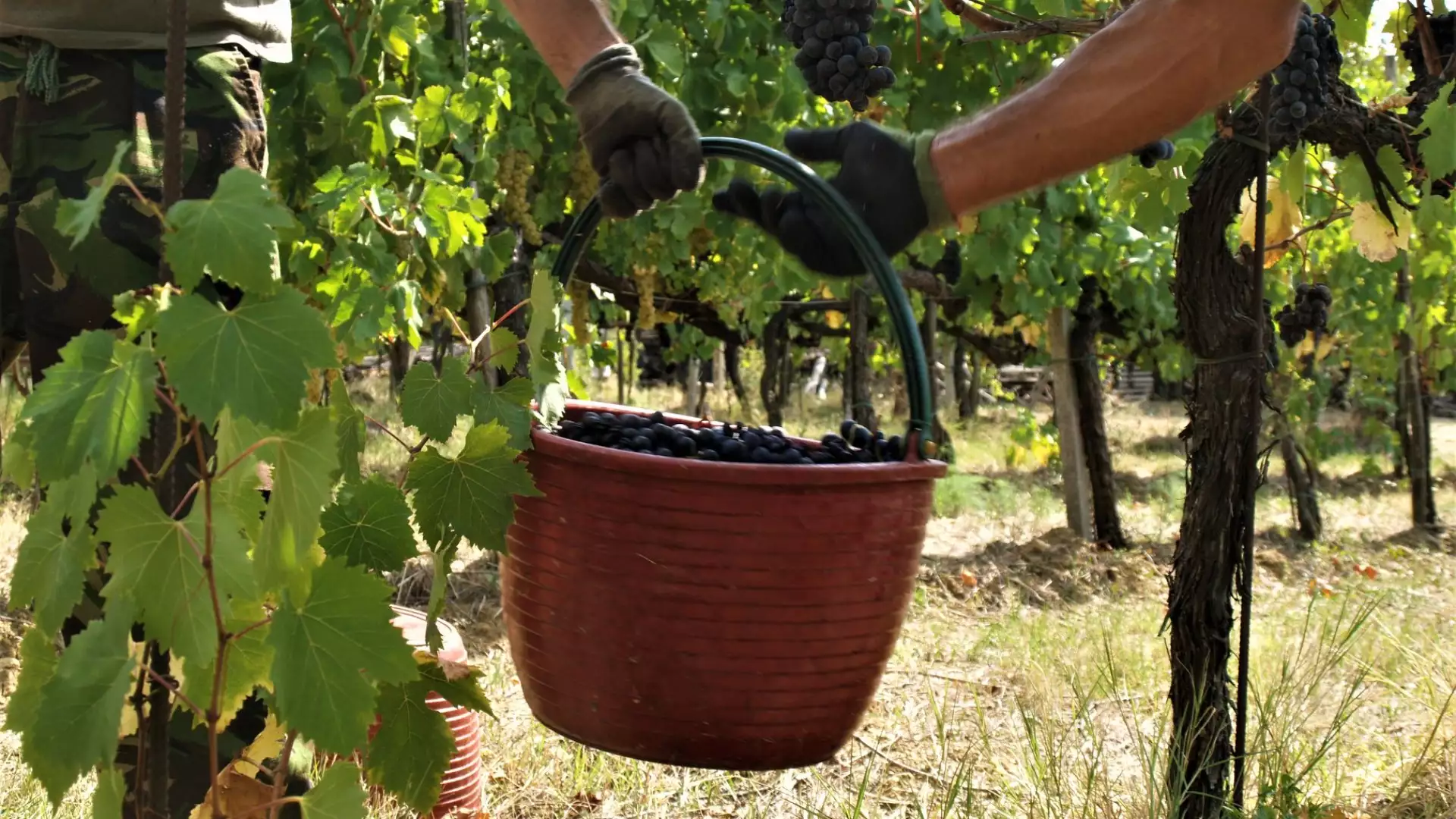 Immagine Dentro la bottiglia! Visita all'azienda con degustazione guidata 4 Immagine Dentro la bottiglia! Visita all'azienda con degustazione guidata 4