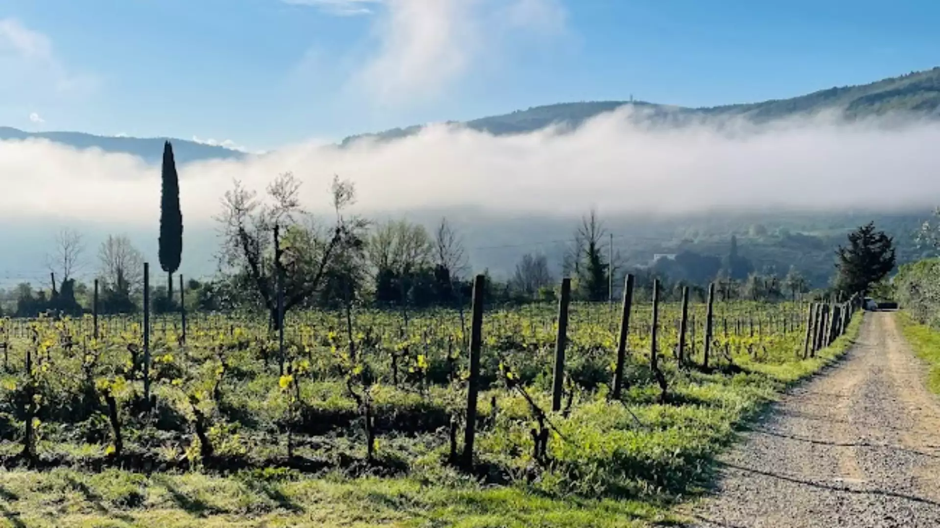 Immagine Un calice in vigna 5 Immagine Un calice in vigna 5