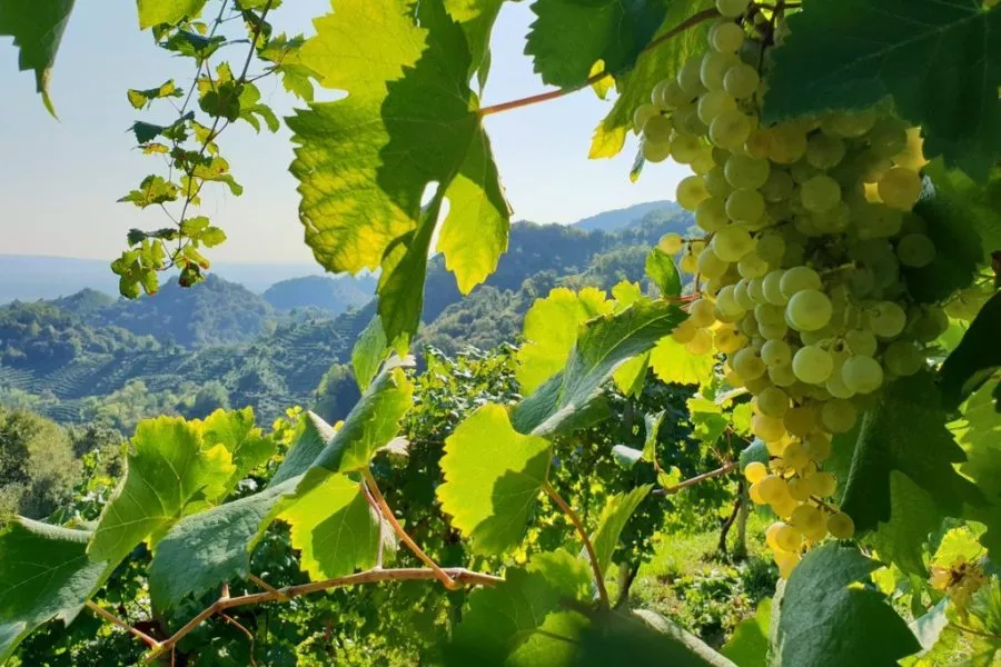 Immagine Valdobbiadene kennenlernen 4