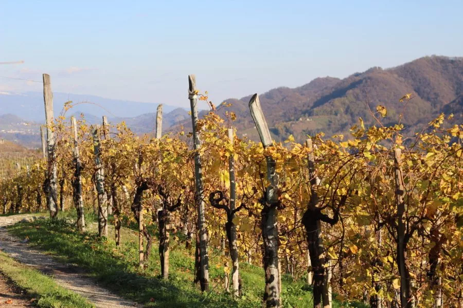 Immagine Dall’uva al calice 7 Immagine Dall’uva al calice 7