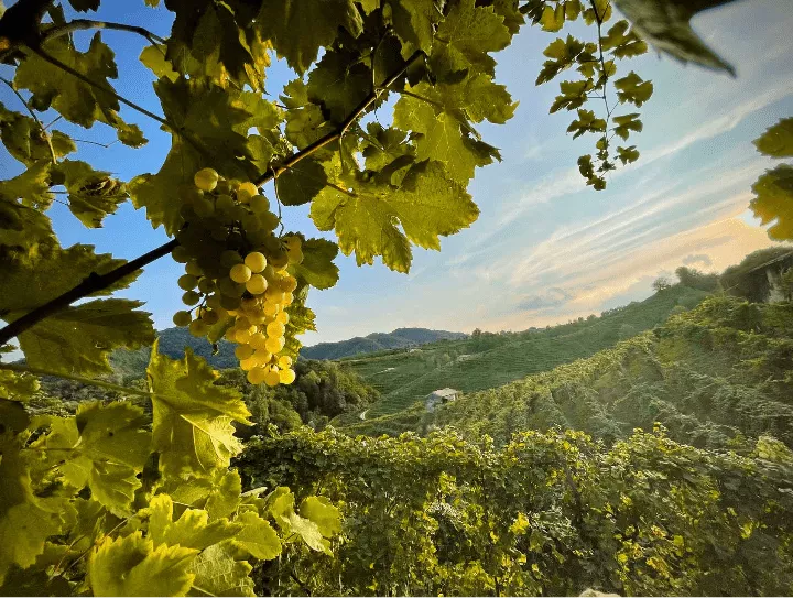 Immagine Valdobbiadene kennenlernen 3