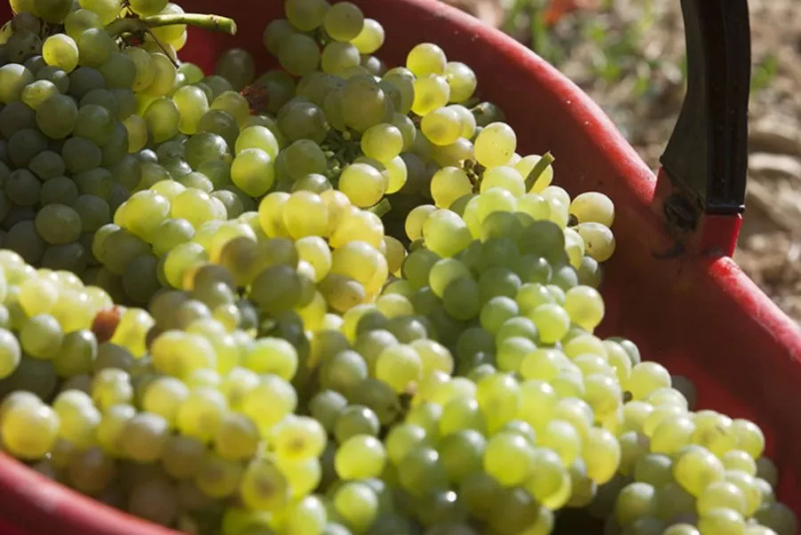 Immagine Tour e degustazione con light lunch 13 Immagine Tour e degustazione con light lunch 13