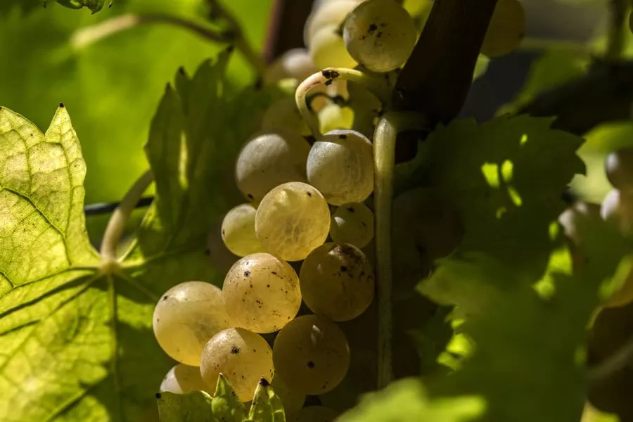 Immagine Tour e degustazione con light lunch 24 Immagine Tour e degustazione con light lunch 24
