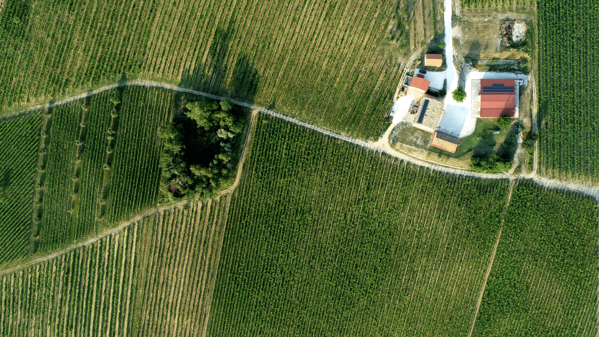 Immagine cantina Pievalta