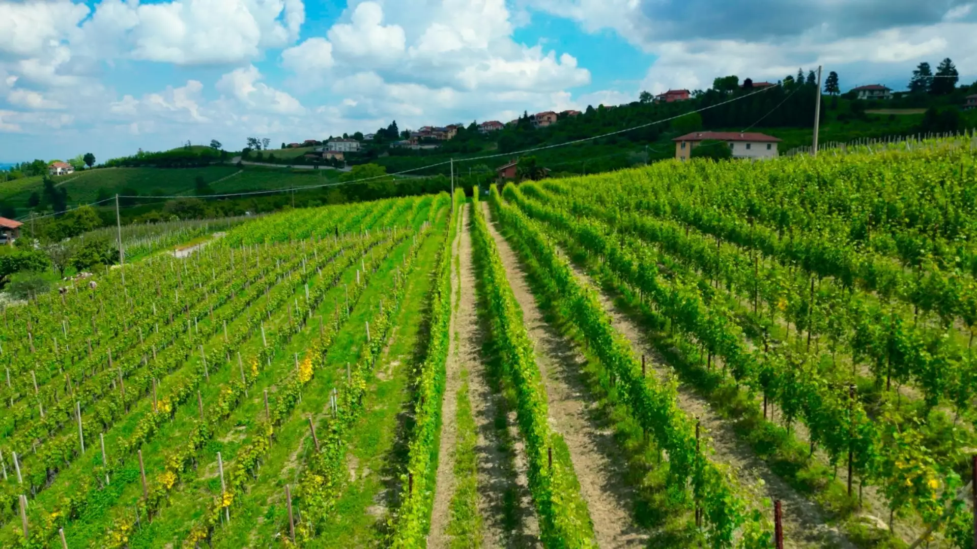 Immagine Cantina Renzo Drocco 4