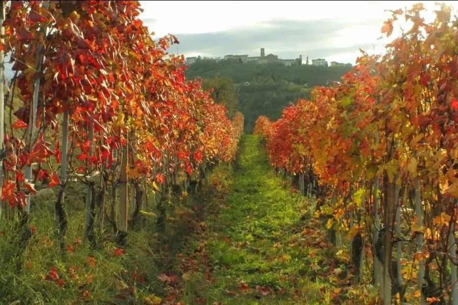 Immagine Langhe Verkostung 12 Immagine Langhe Verkostung 12