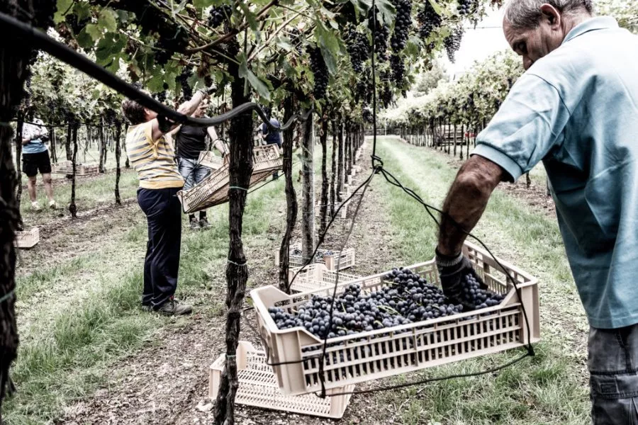 Immagine Farina Wines 5 Immagine Farina Wines 5