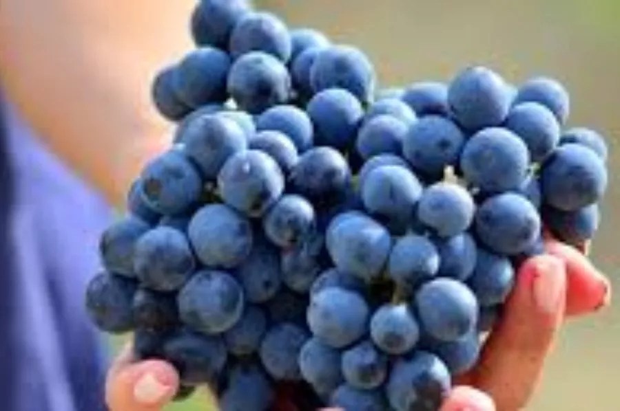 Immagine Visita classica con degustazione di 3 vini 8 Immagine Visita classica con degustazione di 3 vini 8