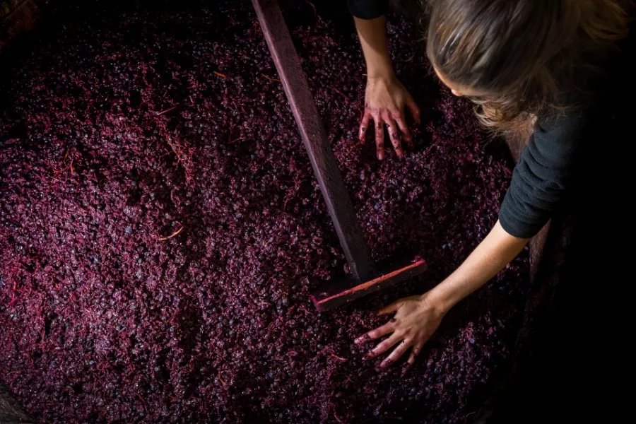 Immagine Visita classica con degustazione di 3 vini 10 Immagine Visita classica con degustazione di 3 vini 10