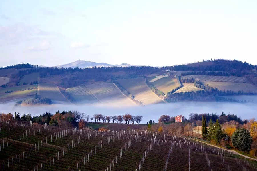 Immagine Visita classica con degustazione di 3 vini 12 Immagine Visita classica con degustazione di 3 vini 12