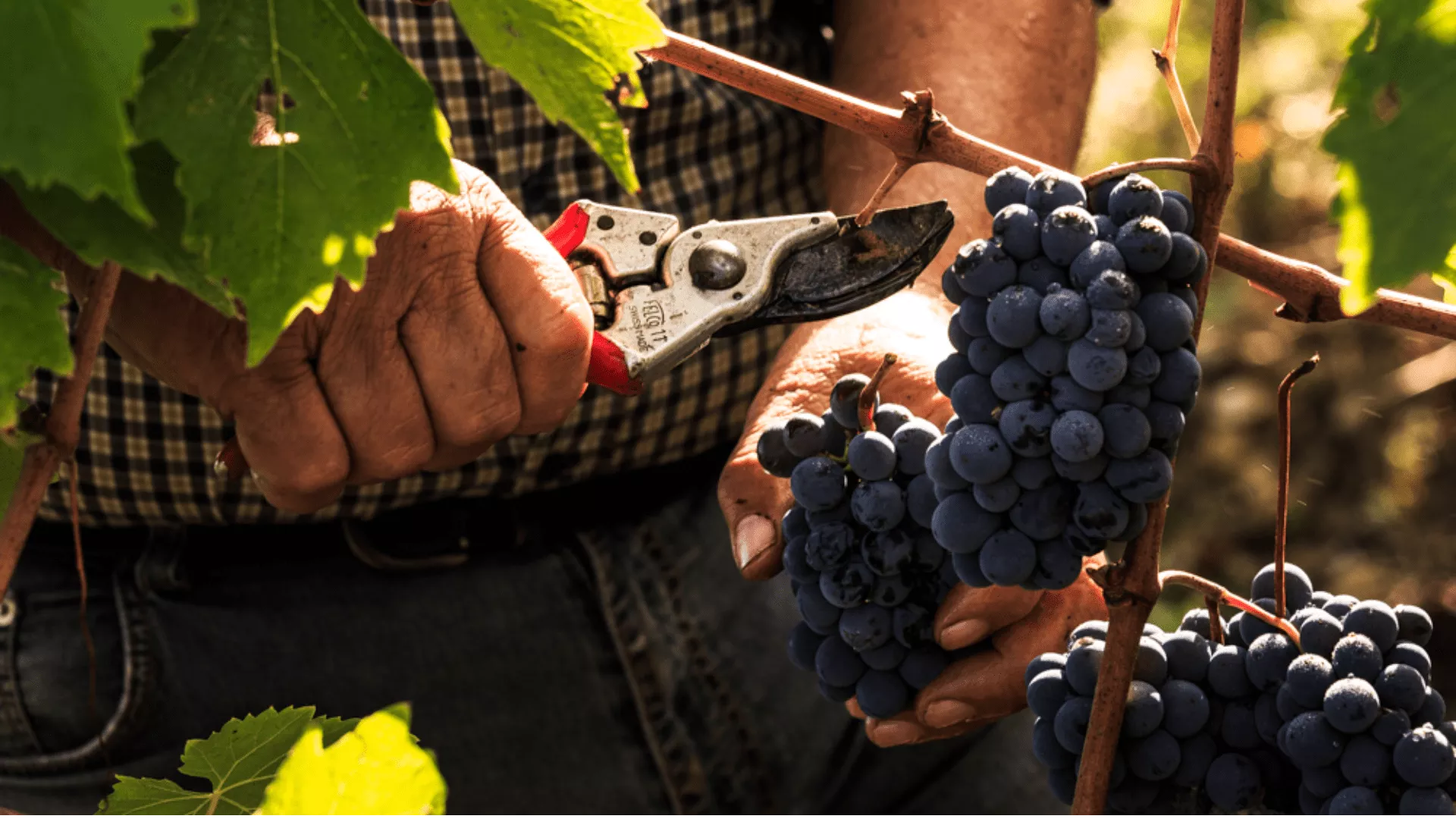 Immagine cantina Podere l'Aja