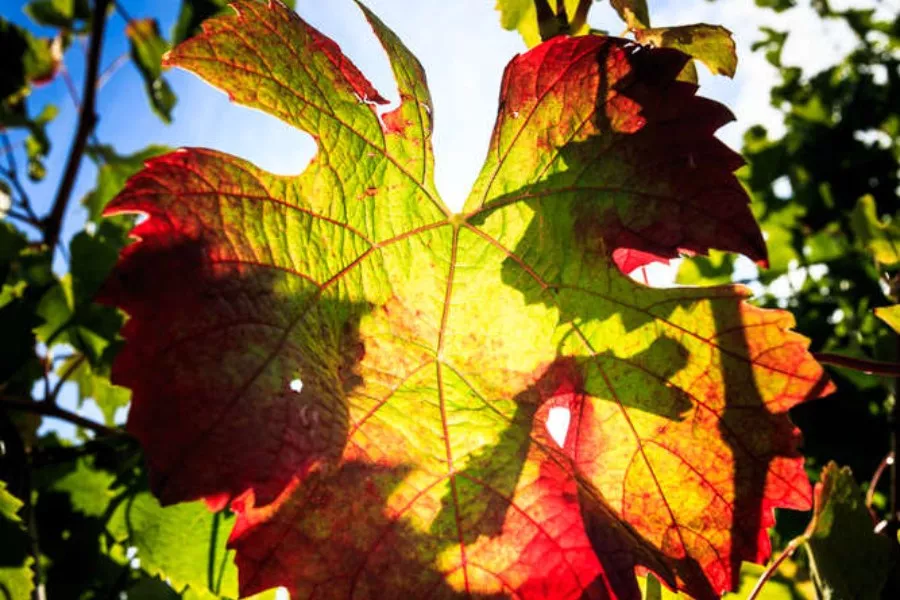 Immagine Podere l'Aja 4 Immagine Podere l'Aja 4
