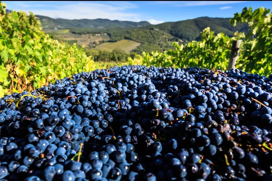 Immagine Podere l'Aja 5 Immagine Podere l'Aja 5