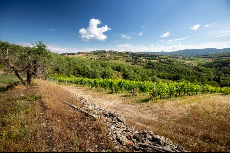 Immagine Podere l'Aja 24 Immagine Podere l'Aja 24