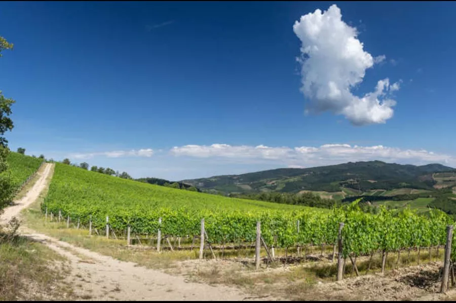 Immagine Podere l'Aja 25 Immagine Podere l'Aja 25
