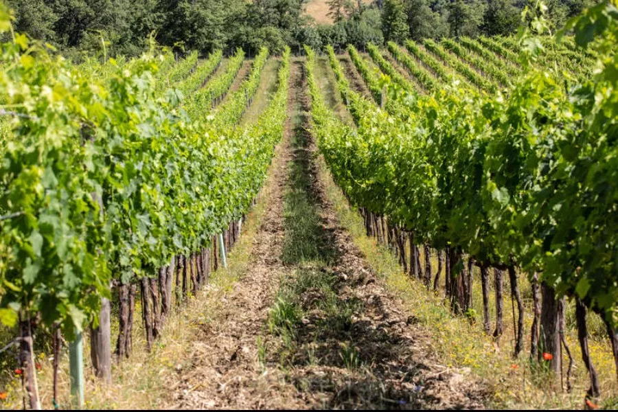 Immagine Podere l'Aja 26 Immagine Podere l'Aja 26