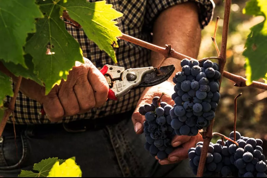 Immagine Podere l'Aja 27 Immagine Podere l'Aja 27