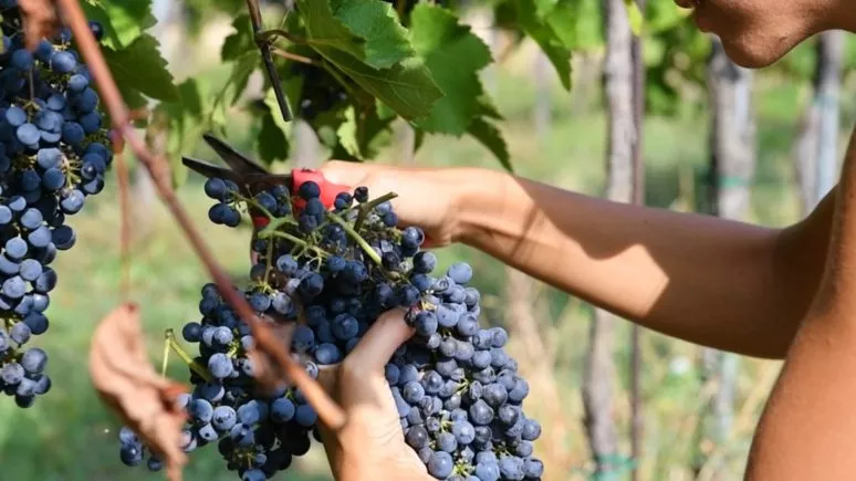 Immagine visita VIVI LA VENDEMMIA - CON PRANZO cantina Azienda agricola Calatroni Immagine visita VIVI LA VENDEMMIA - CON PRANZO cantina Azienda agricola Calatroni