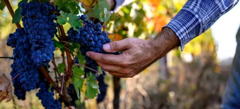 Immagine visita VIVI LA VENDEMMIA - CON MERENDA cantina Azienda agricola Calatroni