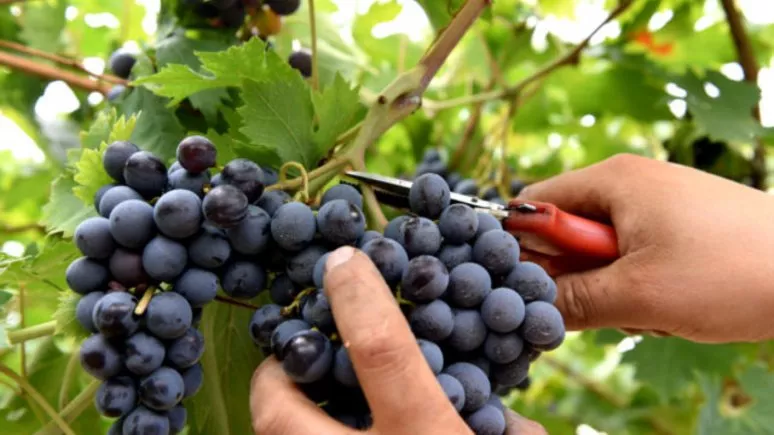 Immagine visita LIVE THE HARVEST WITH US + PICNIC cantina Azienda agricola Calatroni