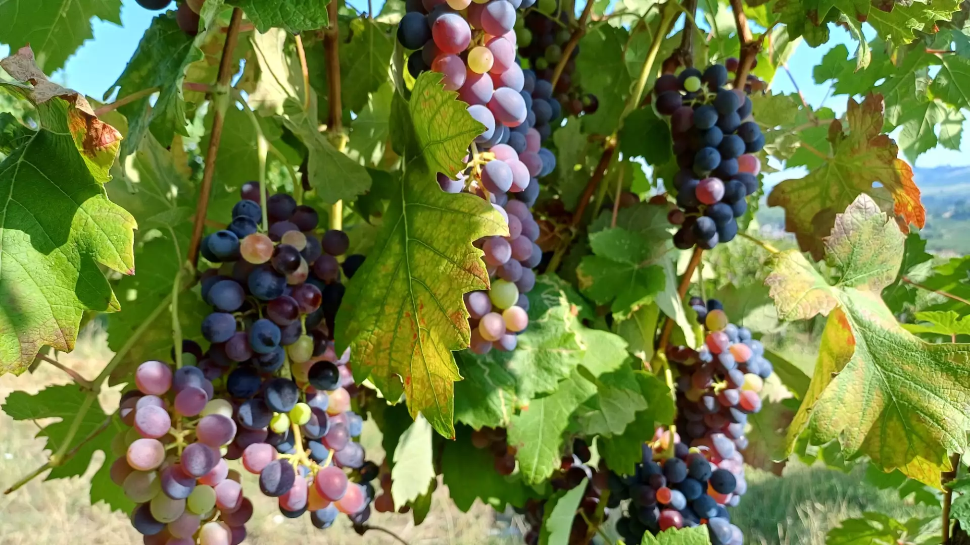 Immagine visita ADOTTA UN FILARE cantina Azienda agricola Calatroni