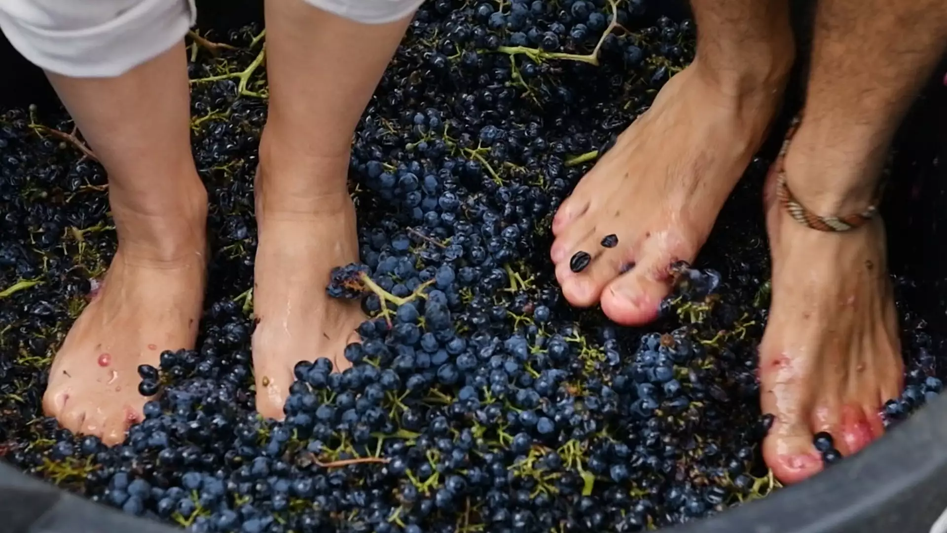 Immagine visita WEINLESE-WANDERUNG MIT TRAUBENTRETEN UND MITTAGESSEN cantina Azienda agricola Calatroni