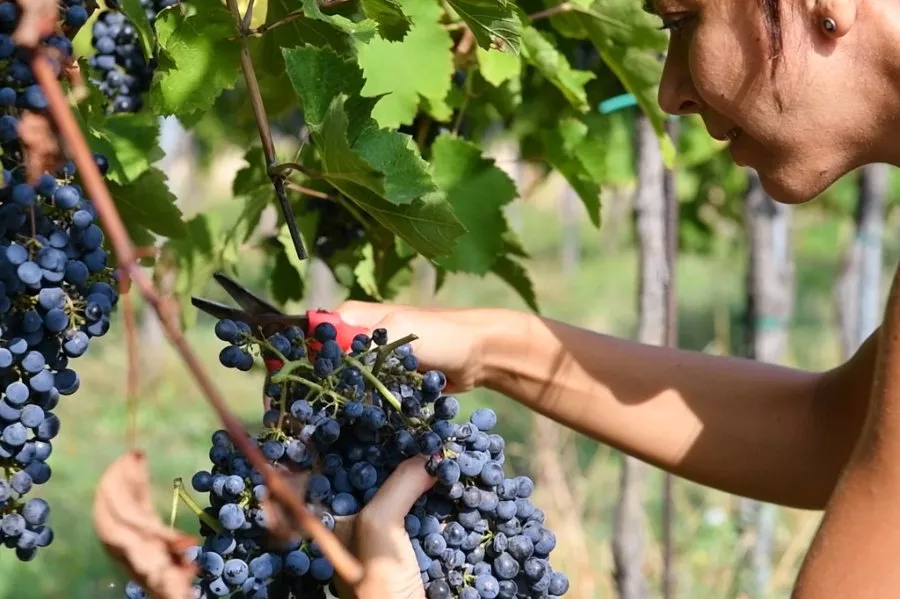 Immagine VIVI LA VENDEMMIA - CON PICNIC 2 Immagine VIVI LA VENDEMMIA - CON PICNIC 2
