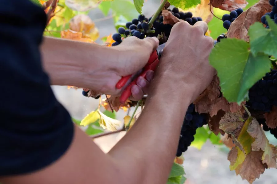 Immagine VIVI LA VENDEMMIA - CON PRANZO 4 Immagine VIVI LA VENDEMMIA - CON PRANZO 4