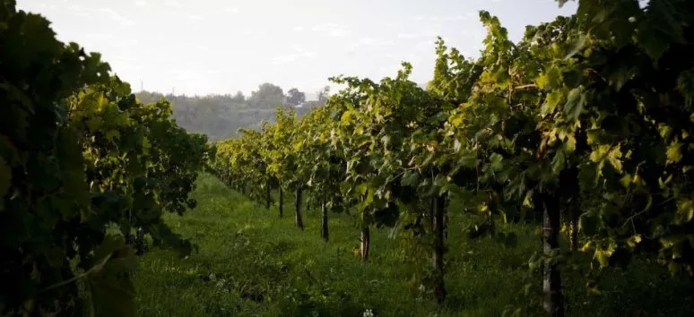 Immagine visita Picnic in the vineyard cantina Cantina Casale Mattia