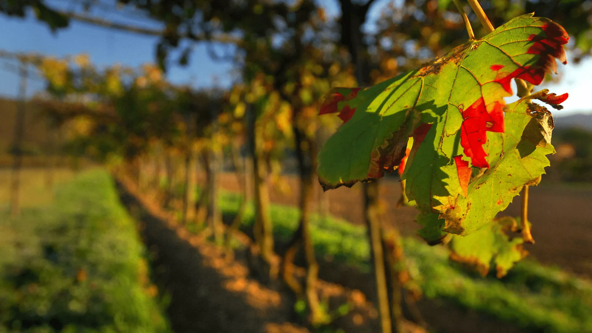 Immagine cantina Marzaghe