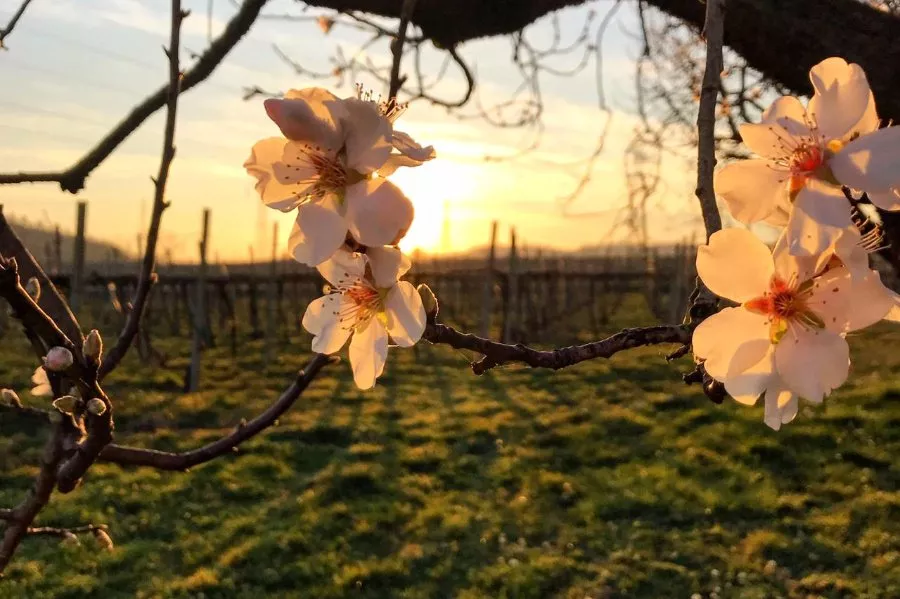 Immagine Villa Franciacorta 5