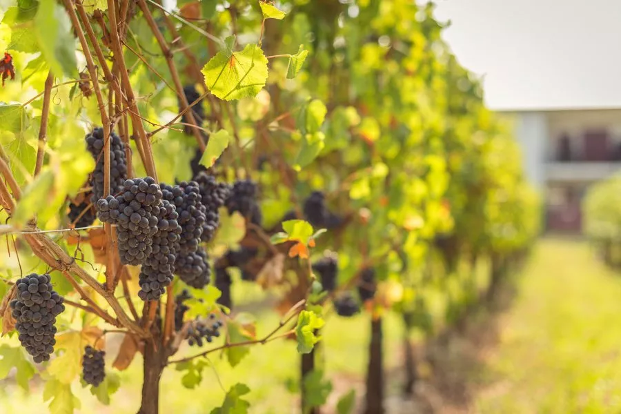Immagine Il viaggio del Pinot Nero 4