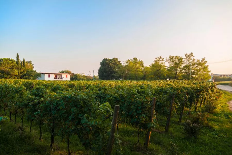Immagine Il viaggio del Pinot Nero 5