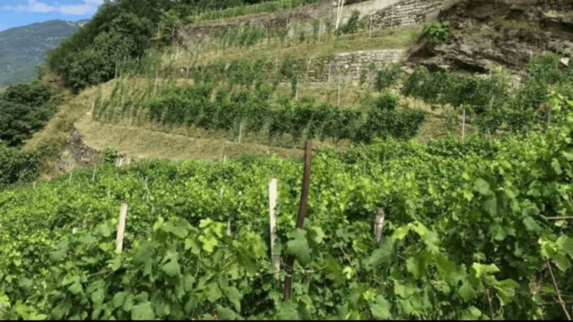 Immagine cantina Cantina Folini Valtellina