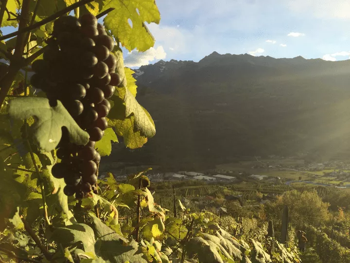 Immagine Cantina Folini Valtellina 2 Immagine Cantina Folini Valtellina 2