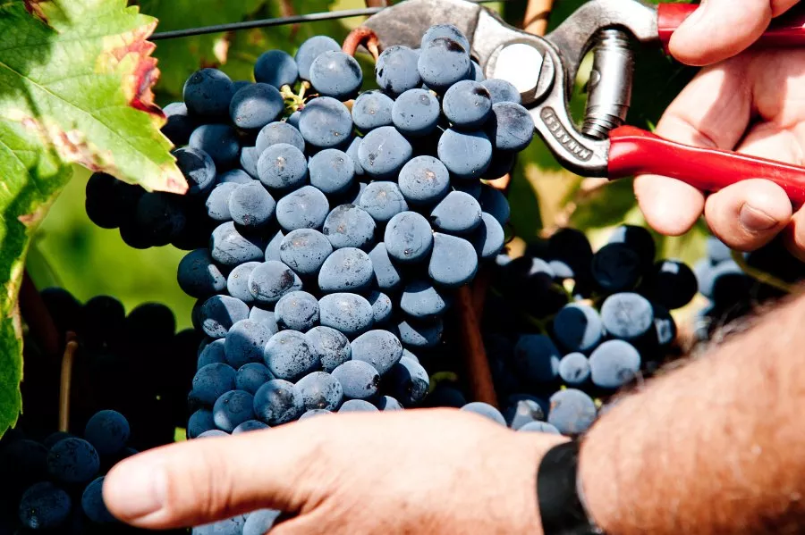 Immagine Viaggio tra le colline del Chianti Rufina 12 Immagine Viaggio tra le colline del Chianti Rufina 12