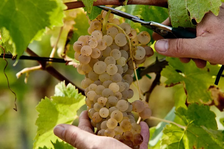 Immagine Viaggio tra le colline del Chianti Rufina 13 Immagine Viaggio tra le colline del Chianti Rufina 13