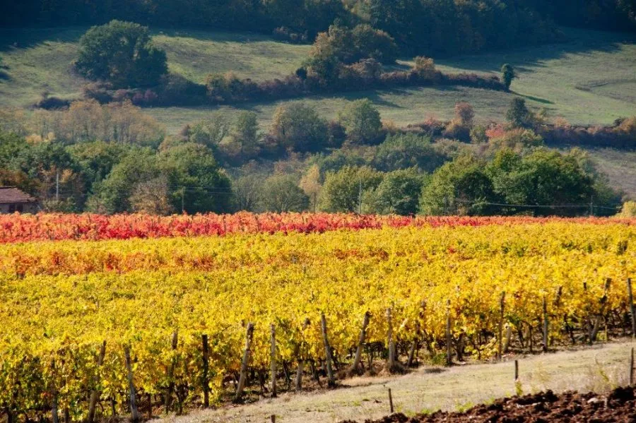 Immagine Viaggio tra le colline del Chianti Rufina 16 Immagine Viaggio tra le colline del Chianti Rufina 16