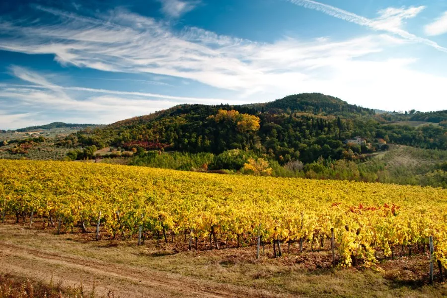 Immagine Viaggio tra le colline del Chianti Rufina 17 Immagine Viaggio tra le colline del Chianti Rufina 17