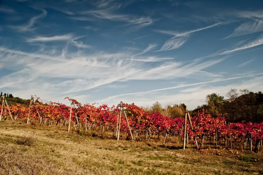 Immagine Viaggio tra le colline del Chianti Rufina 18 Immagine Viaggio tra le colline del Chianti Rufina 18