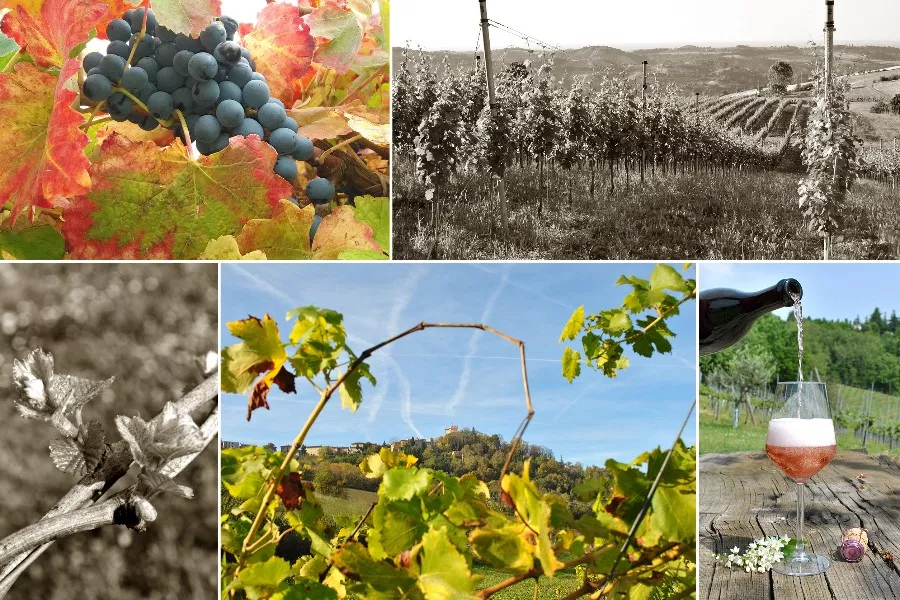Immagine Dal territorio al vino 8 Immagine Dal territorio al vino 8