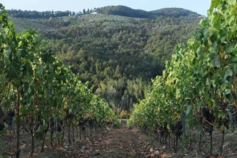 Immagine Die Essenz des Chianti Colli Fiorentini 13 Immagine Die Essenz des Chianti Colli Fiorentini 13