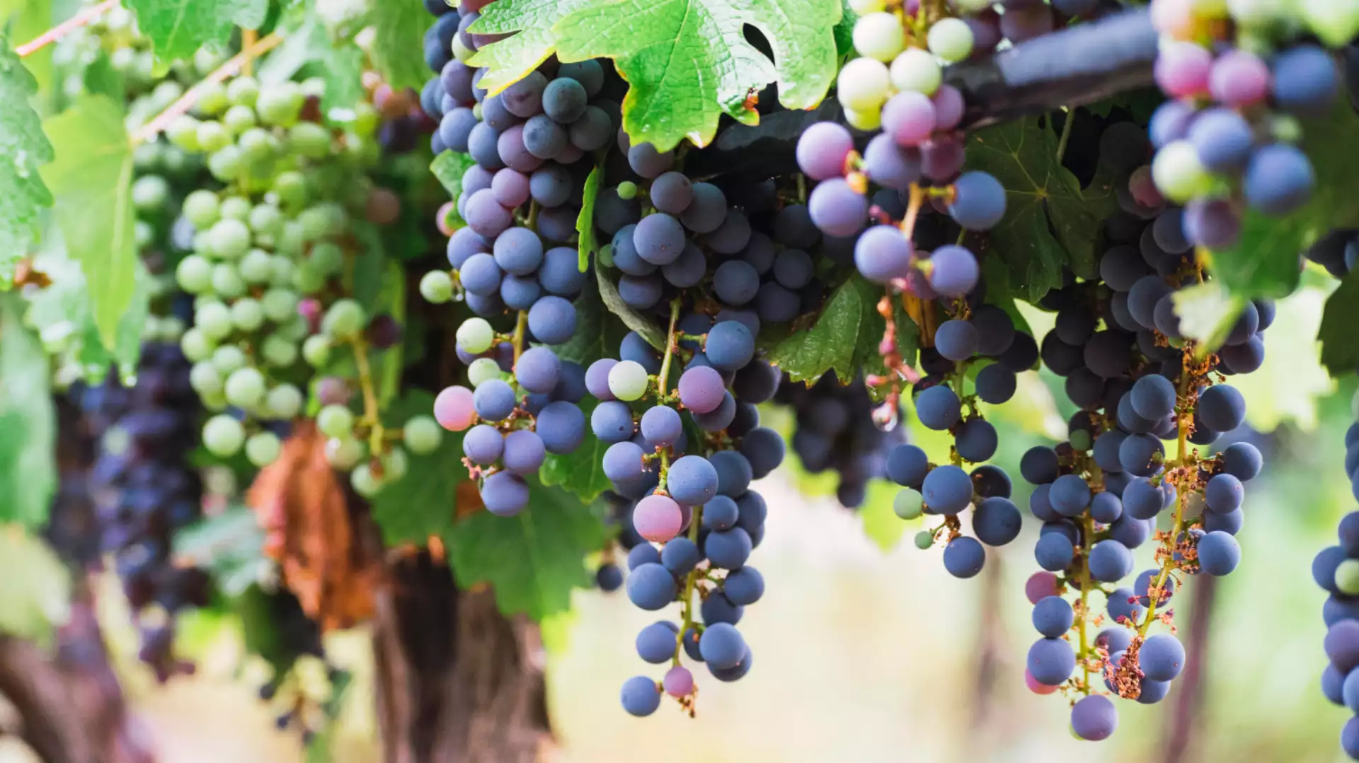 Immagine visita L'Essenza del Chianti Colli Fiorentini cantina La Querce Immagine visita L'Essenza del Chianti Colli Fiorentini cantina La Querce