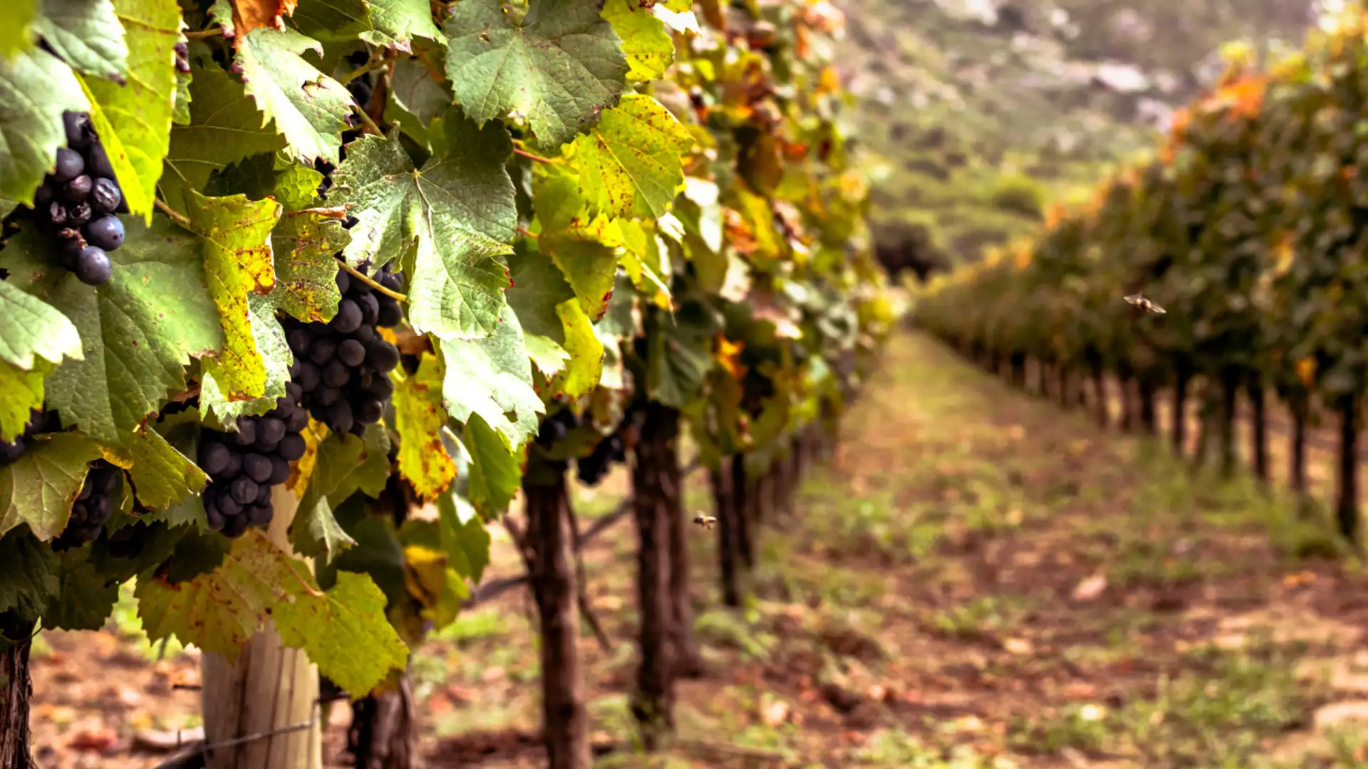 Immagine visita Tuscan Native Grapres cantina La Querce Immagine visita Tuscan Native Grapres cantina La Querce