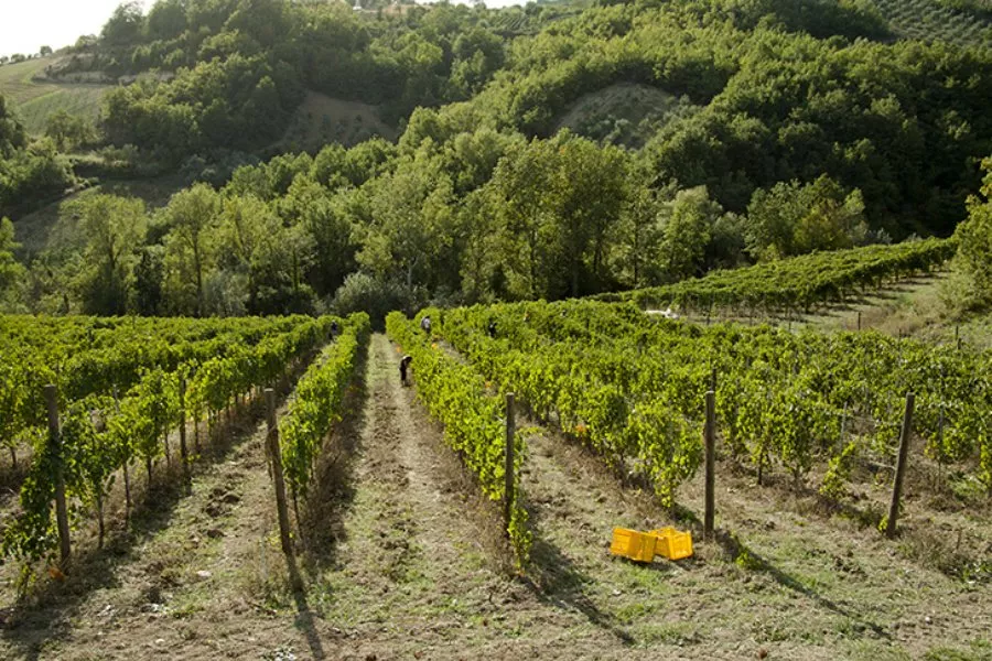 Immagine Degustazione di 3 etichette 11 Immagine Degustazione di 3 etichette 11