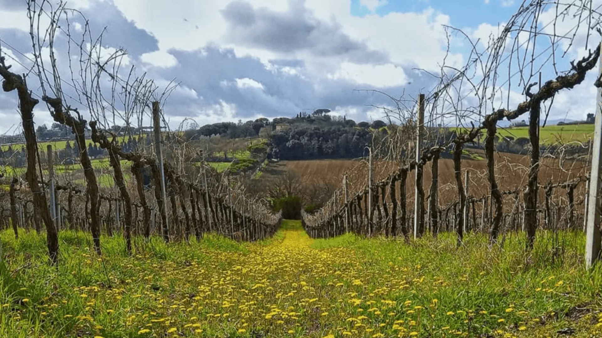 Immagine cantina Lumiluna
